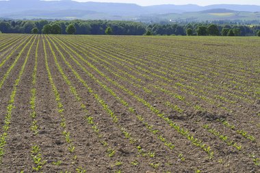 Sugar Beet Field in Northern Germany, 2011