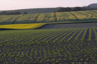 Sugar Beet Field in Northern Germany, 2011