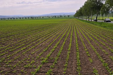Sugar Beet Field in Northern Germany, 2011