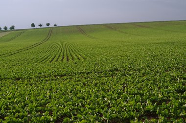 Sugar Beet Field in Northern Germany, 2011