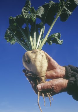 Sugar beet in hand