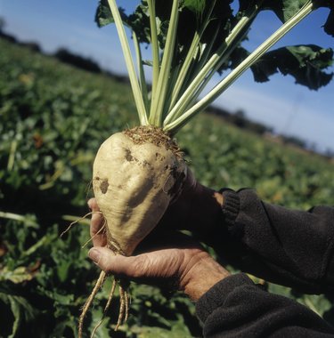 Sugar beet