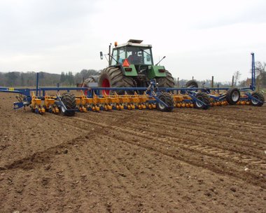 Beet sowing