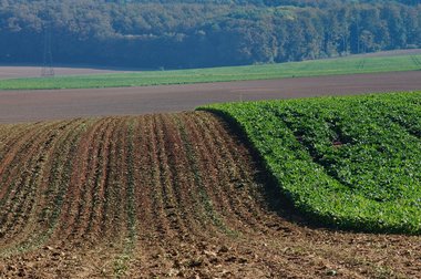Beet fields after harvest in Northern Germany
