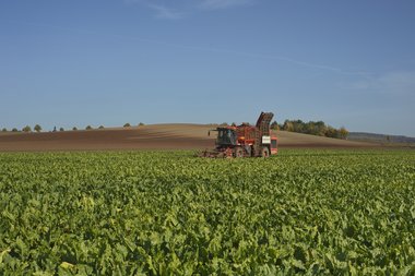 201210_Sugar_beet_harvest