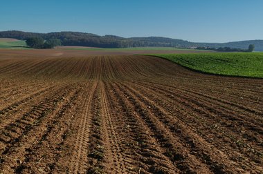 Beet fields after harvest in Northern Germany