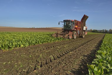 201210_Sugar_beet_harvest