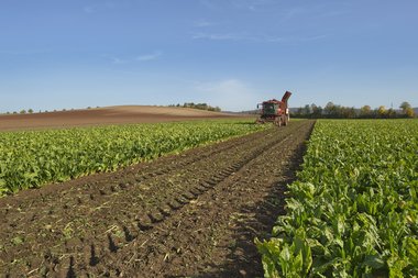 201210_Sugar_beet_harvest