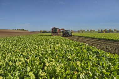 201210_Sugar_beet_harvest