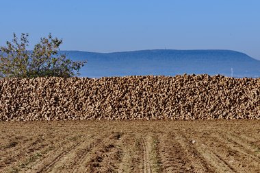 Beet heap during the 2011 campaign in Northern Germany