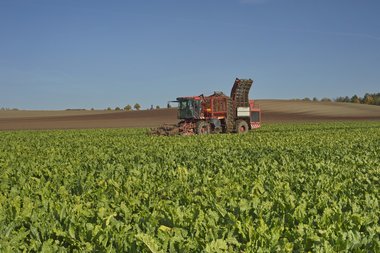 201210_Sugar_beet_harvest