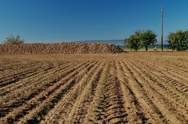 Beet heap during the 2011 campaign in Northern Germany