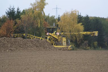 201210_Sugar_beet_harvest