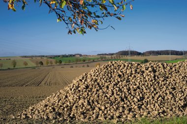 Sugar beet harvest