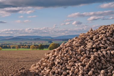 Beet heap during the 2011 campaign in Northern Germany