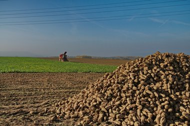 Beet Harvest during the 2011 campaign