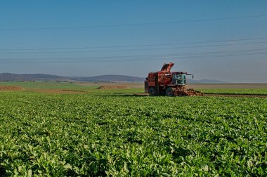 Beet Harvest during the 2011 campaign