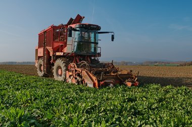 Beet Harvest during the 2011 campaign
