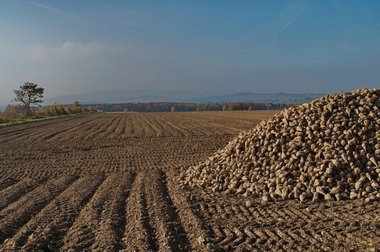 Beet fields after harvest in Northern Germany