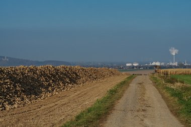Beet heap during the 2011 campaign in Northern Germany