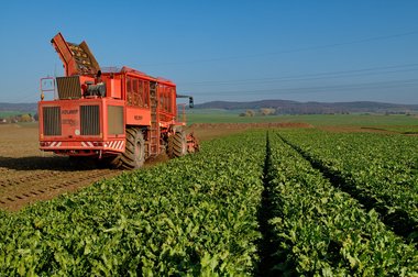 Beet Harvest during the 2011 campaign