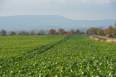 20121008_Sugar_beet_field