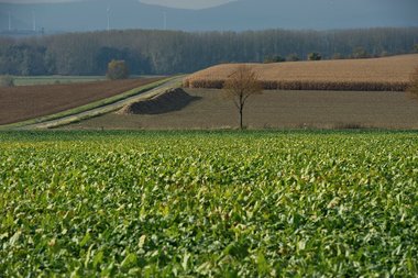 201210_Sugar_beet_harvest