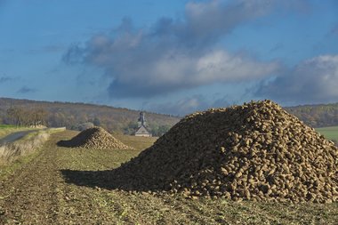 201210_Sugar_beet_harvest
