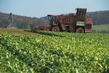 201210_Sugar_beet_harvest