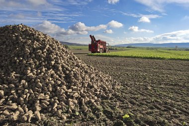 201210_Sugar_beet_harvest