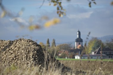 201210_Sugar_beet_harvest
