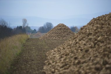 201210_Sugar_beet_harvest