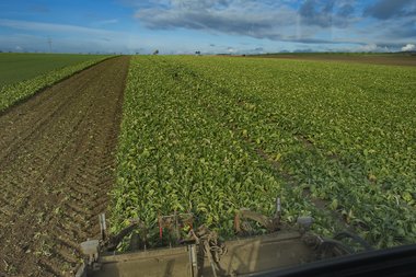 201210_Sugar_beet_harvest