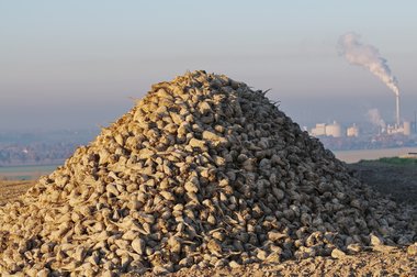 Beet heap during the 2011 campaign in Northern Germany