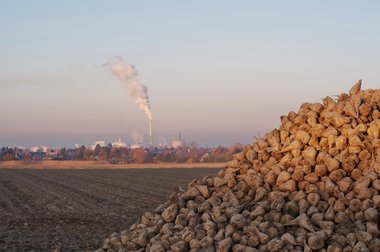 Beet heap during the 2011 campaign in Northern Germany