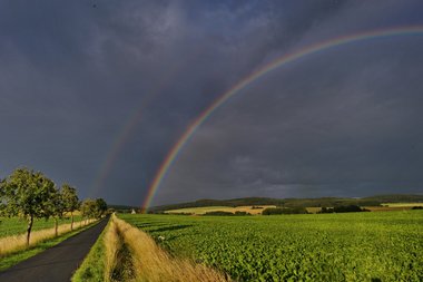 Sugar beet fields in Northern Germany,  Summer 2012