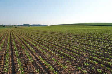 Sugar beet, few weeks after sowing, Northern Germany, 2012