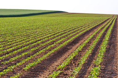 Sugar beet, few weeks after sowing, Northern Germany, 2012