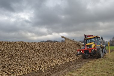 201112_Covering_of_beet_heaps