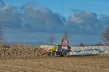 201112_Covering_of_beet_heaps