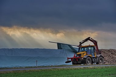 201112_Covering_of_beet_heaps