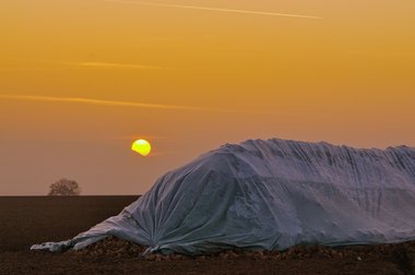 Beet heap during the 2011 campaign in Northern Germany