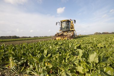 Beet harvest