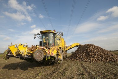 Beet harvest
