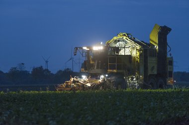 Beet harvest at night