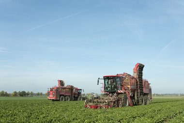 Beet harvest
