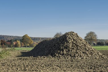 Beet pile