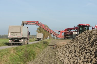 Beet cleaning & loading