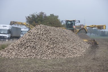 Beet loading & cleaning