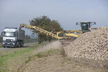 Beet loading & cleaning